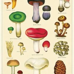 CAVALLINI Mushrooms 2 | POSTER/GIFT WRAP
